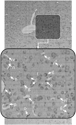 Robust Cell Detection for Large-Scale 3D Microscopy Using GPU-Accelerated Iterative Voting